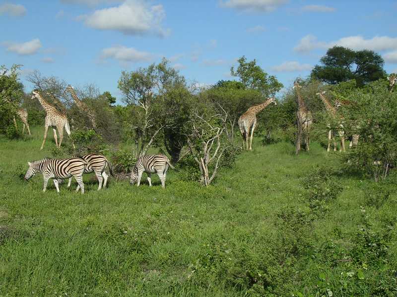 Giraffer och Zebror p savannen