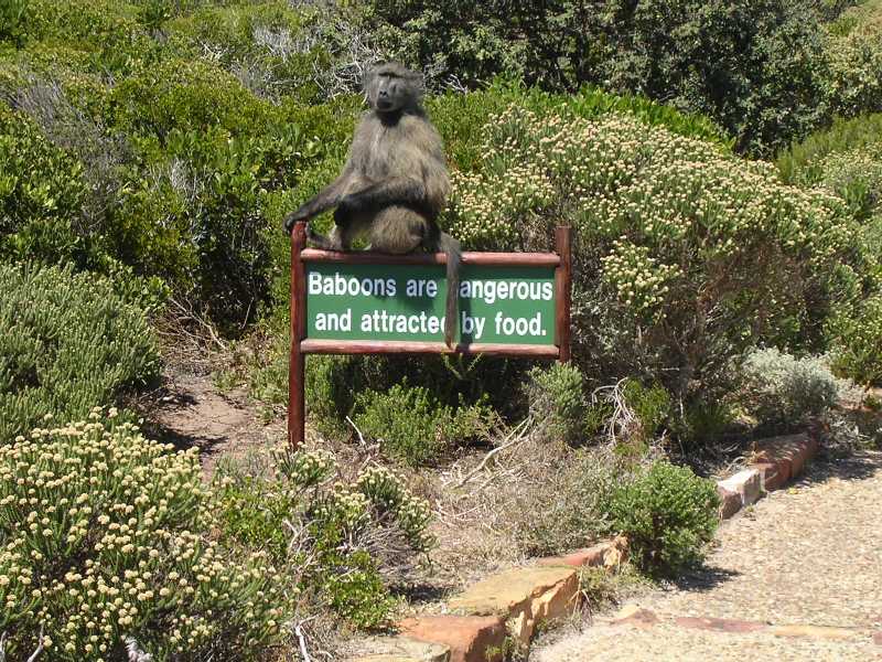 Baboons are dangerous