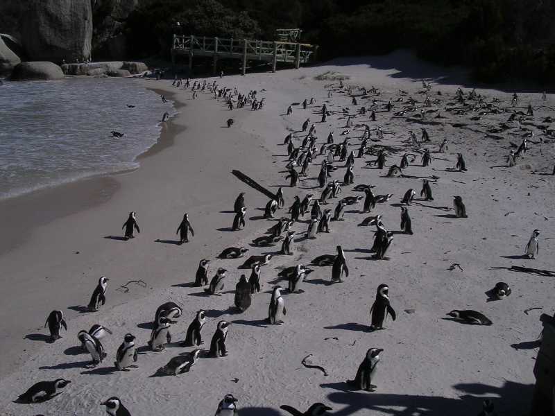 Pinguiner