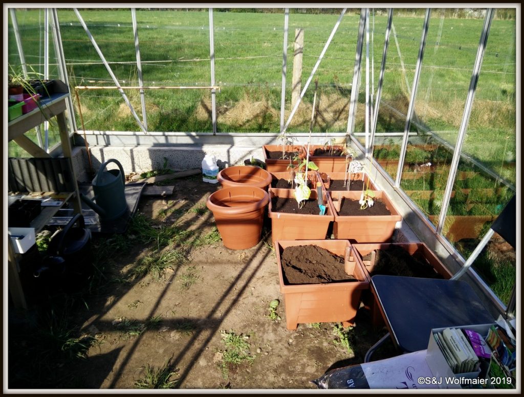 Planting in the greenhouse